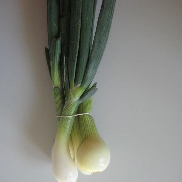 Frühlingszwiebel im Bund