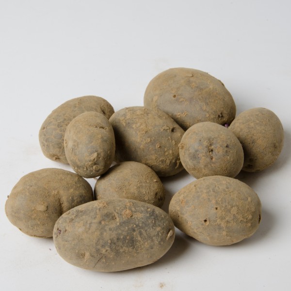 Erdäpfel Blauer St. Galler - blaufleischig, festkochend