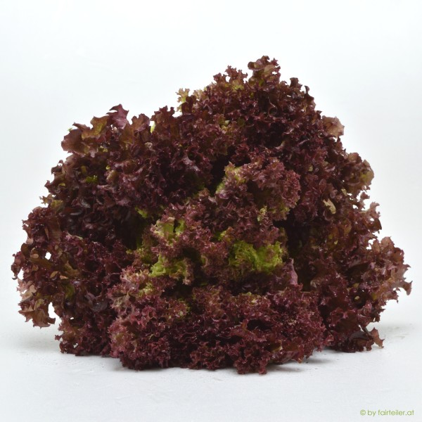 Lollo Rosso Salat