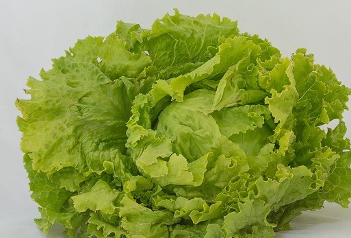 Eissalat Grazer Krauthäupl aus Haag